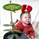 Real Mini Christmas Tree Gift For Baby. Abies Nordmann Fir Trees x 12 **FREE UK MAINLAND DELIVERY **