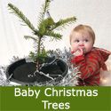 <font color="red">DELIVERED SEPTEMBER 2024</font> Real Mini Christmas Tree Gift For Baby. Abies Nordmann Fir Trees x 12 **FREE UK MAINLAND DELIVERY **