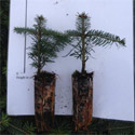 DELIVERED SEPTEMBER 2022 Nordmann or Caucasian Fir Trees (Abies nordmanianna) Height 10 - 30cm trees, EVERGREEN **FREE UK MAINLAND DELIVERY + FREE 100% TREE WARRANTY**