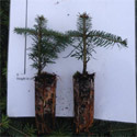 DELIVERED SEPTEMBER 2024 Nordmann or Caucasian Fir Trees (Abies nordmanianna) Height 10 - 30cm trees, EVERGREEN **FREE UK MAINLAND DELIVERY + FREE 100% TREE WARRANTY**