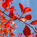 Black Tupelo Tree, Nyssa Sylvatica AWARD + HARDY + LOW MAINTENANCE + DAMP SITE **FREE UK MAINLAND DELIVERY + FREE TREE WARRANTY**