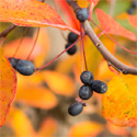 Black Tupelo Tree, Nyssa Sylvatica AWARD + HARDY + LOW MAINTENANCE + DAMP SITE **FREE UK MAINLAND DELIVERY + FREE TREE WARRANTY**