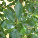 Black Tupelo Tree, Nyssa Sylvatica AWARD + HARDY + LOW MAINTENANCE + DAMP SITE **FREE UK MAINLAND DELIVERY + FREE TREE WARRANTY**