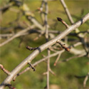 Black Tupelo Tree, Nyssa Sylvatica AWARD + HARDY + LOW MAINTENANCE + DAMP SITE **FREE UK MAINLAND DELIVERY + FREE TREE WARRANTY**