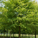 Black Tupelo Tree, Nyssa Sylvatica AWARD + HARDY + LOW MAINTENANCE + DAMP SITE **FREE UK MAINLAND DELIVERY + FREE TREE WARRANTY**