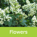 Oval Leaf Privet Ligustrum Ovalifolium flowers