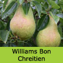 Williams Bon Chretien Pear Tree, 7-12 litre Pots, 125-200cm tall, 2-3 years old,  JUICY + SWEET + GOOD CROPPER **FREE UK MAINLAND DELIVERY + FREE 100% TREE WARRANTY**