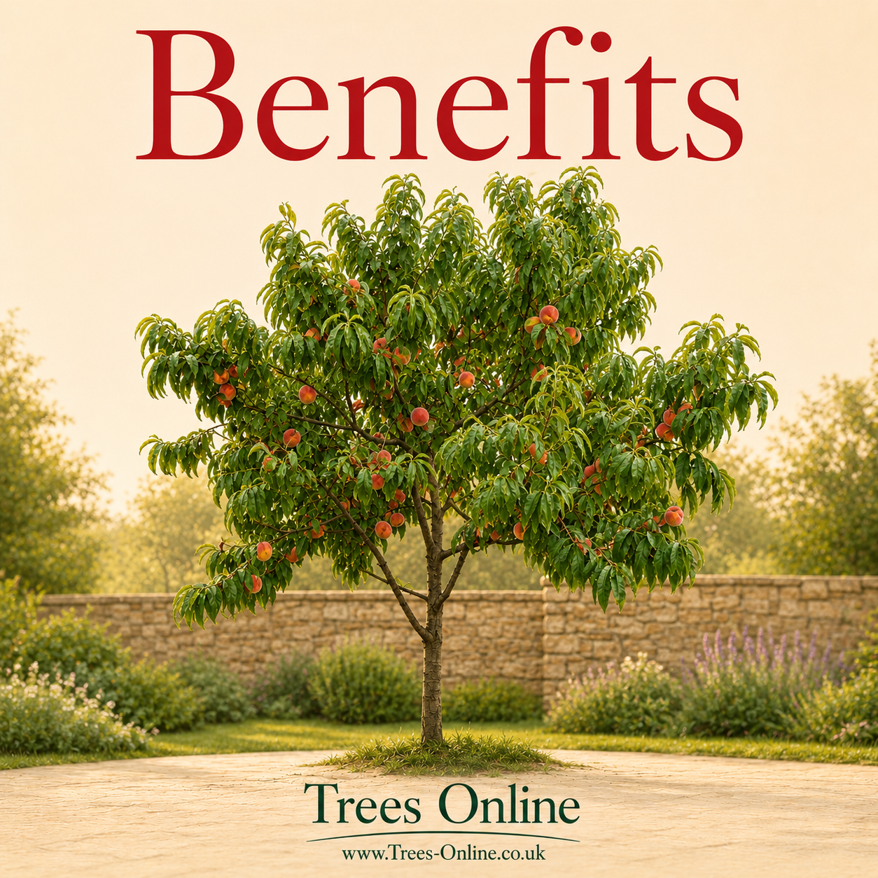Avalon Pride peach tree sales benefits