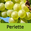 Perlette seedless grape vine