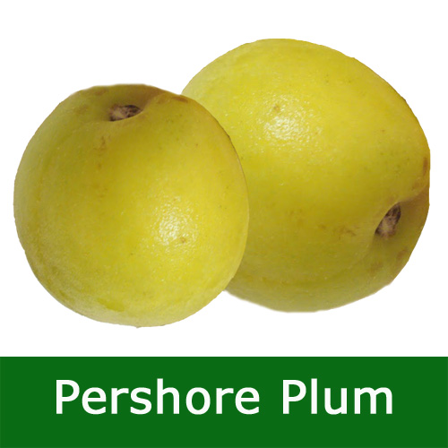 Buy Pershore or Yellow Egg Plum trees tree online FREE UK DELIVERY
