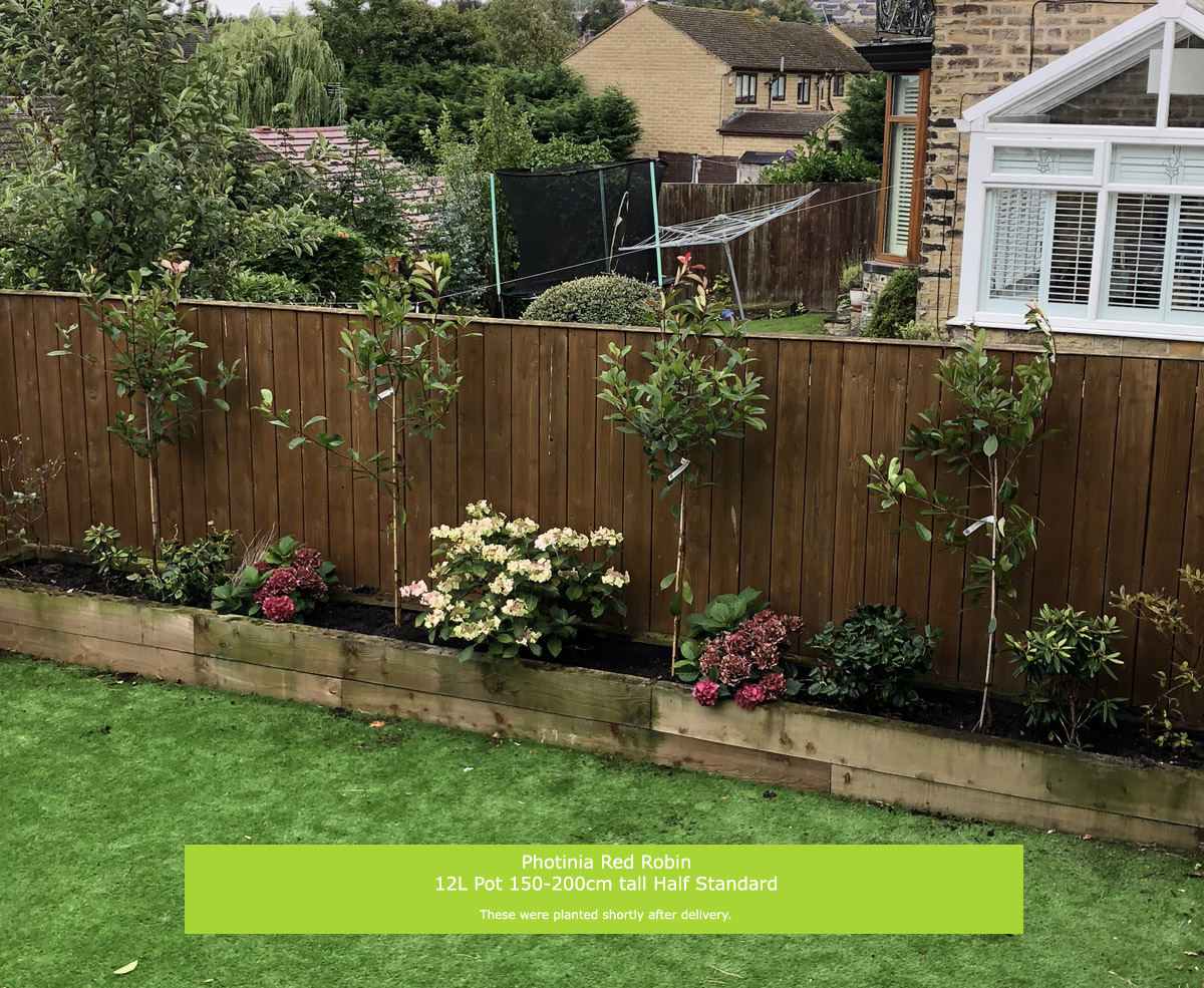 Buy Red Robin Photinia tree online FREE UK DELIVERY + FREE 3 YEAR LIMITED TREE WARRANTY