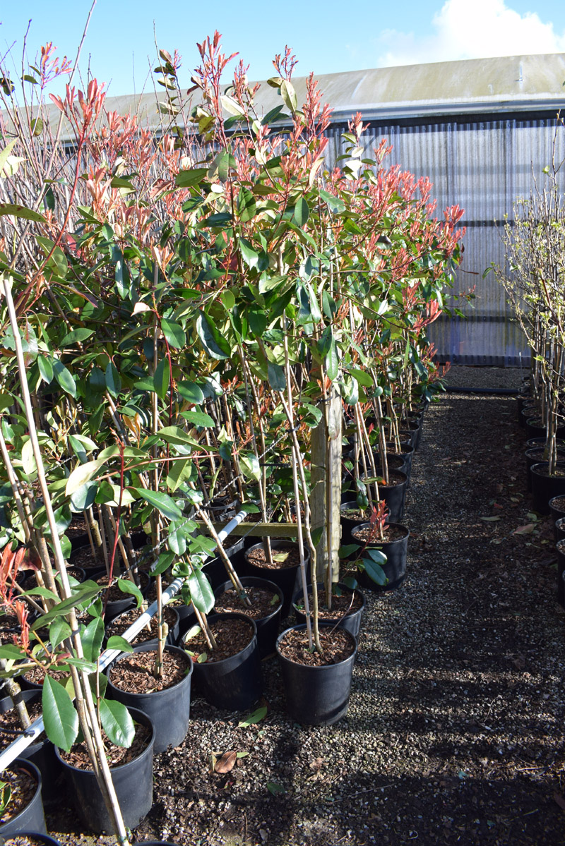 Buy Red Robin Photinia tree online FREE UK DELIVERY + FREE 3 YEAR ...