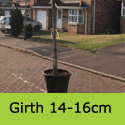 Photinia Red Robin standard girth 14-16 cm