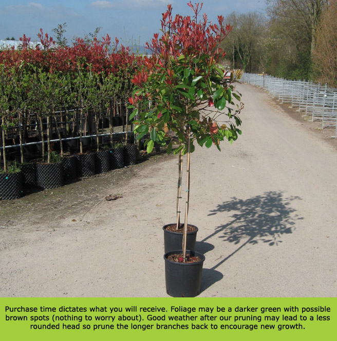Buy Red Robin Photinia tree online FREE UK DELIVERY + FREE 3 YEAR