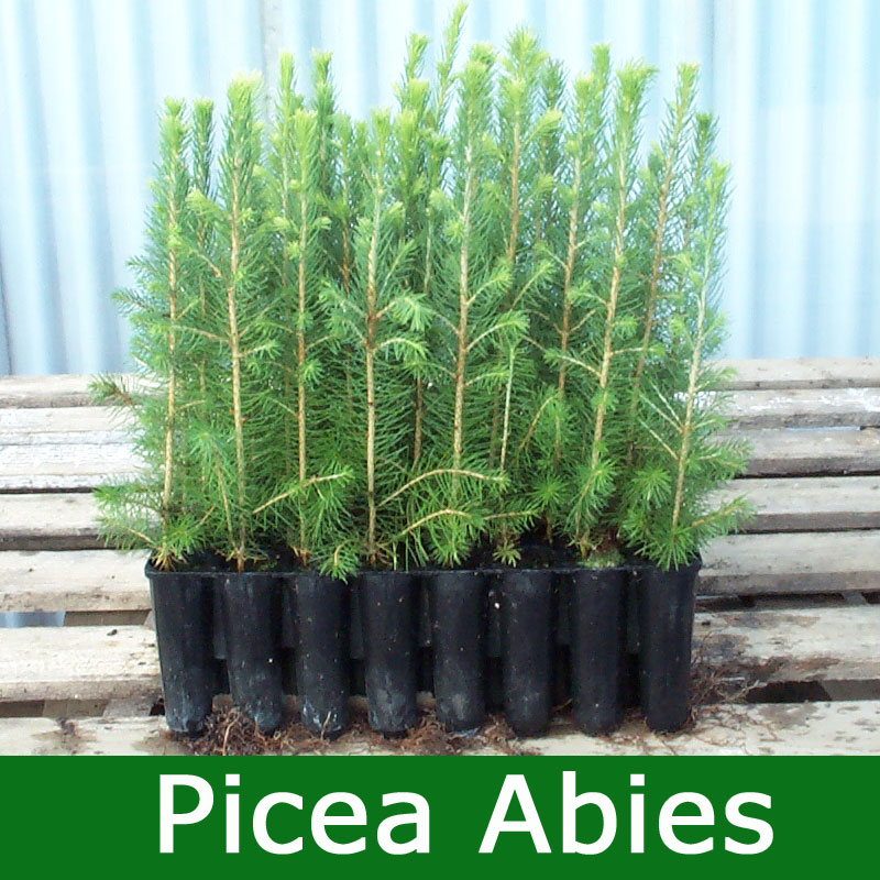 Buy Norway Spruce Christmas Tree Picea Abies Online From Uk Fir Tree Supplier Of Cell Grown Hedges And Trees