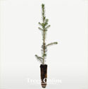 Serbian Spruce Picea omorika cell grown tree saplings
