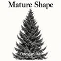 Serbian Spruce Picea omorika mature shape