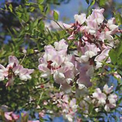 Pink Acacia Tree, Robinia Margareta Pink Cascade or Casque Rouge **FREE UK MAINLAND DELIVERY + FREE 100% TREE WARRANTY