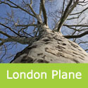 <font color="red">DELIVERED SEPTEMBER 2024</font> Platanus Acerfolia, London Plane Tree 15-40cm. Tough + Distinctive Bark + Coast **FREE DELIVERY + 3-YEAR TREE WARRANTY**