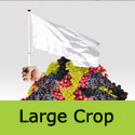 Polo Muscat large grape harvest