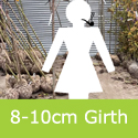 Populous Purple Tower Girth 8-10cm