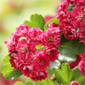 Mature Crataegus Pauls Scarlet, Double Red Flowered or Midland Hawthorn Tree **FREE UK MAINLAND DELIVERY + FREE 100% TREE WARRANTY**