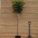 Prinz Handjery Sycamore Maple Tree, COAST + EXPOSED LOCATION **FREE UK MAINLAND DELIVERY + FREE 100% TREE WARRANTY**