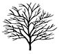 Bare root Prunus Accolade shape