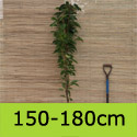 Prunus Amanogawa 150-180cm option
