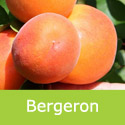 Prunus Apricot Bergeron, Self-Fertile + Freestone + Large Fruit + Cool Climate + Eating + Cooking **FREE DELIVERY + 3 YEAR LTD WARRANTY**