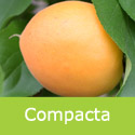 Prunus Apricot Compacta, Heavy Crop + Compact + Freestone + Self Fertile + Dessert **FREE DELIVERY + 3 YEAR LTD WARRANTY**