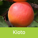 Prunus Apricot Kioto,  Heavy Crop + Freestone + Frost + Self Fertile +Cooking + Eating **FREE DELIVERY + 3 YEAR LTD WARRANTY**