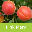 Prunus Apricot Pink Marry, Pollinator + Self Fertile + Early **FREE DELIVERY + 3 YEAR LTD WARRANTY**