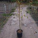 DELIVERED SEPTEMBER 2022 Pink Autumn Cherry Tree (Prunus x subhirtella Autumnalis `Rosea`) Supplied height 1.5 - 2.4m, 2-3 Years Old. **FREE UK MAINLAND DELIVERY + FREE 100% TREE WARRANTY**