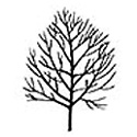 DELIVERED SEPTEMBER 2022 Blireana Ornamental Plum Tree, AWARD + SMALL + FRAGRANT**FREE UK MAINLAND DELIVERY + FREE 100% TREE WARRANTY**