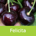 Prunus Cherry Felicita, Very Large Cherries + Self Fertile + Heavy Crop + Disease Resistant **FREE DELIVERY + 100% WARRANTY **