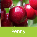 Prunus Cherry Penny, Award + Black + Large + Eating + Disease Resistant **FREE DELIVERY + 100% WARRANTY **
