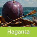 Haganta Plum Tree (C3) Partially self-fertile +Award + Big Plums + Keeps Well + Low Disease *** FREE UK MAINLAND DELIVERY + 100% TREE WARRANTY ***