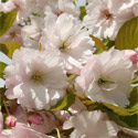 Prunus Ichiyo, Pink Champagne Japanese Flowering Cherry Tree, AWARD + MEDIUM HEIGHT + AUTUMNAL REDS **FREE UK MAINLAND DELIVERY + FREE 100% TREE WARRANTY**