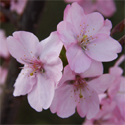 Prunus Jacqueline Ornamental Cherry Tree, 1.25-2.00m, EARLY FLOWERS + DEEP PINK **FREE UK MAINLAND DELIVERY + FREE 100% TREE WARRANTY**