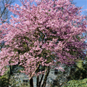 Prunus Jacqueline Ornamental Cherry Tree, 1.25-2.00m, EARLY FLOWERS + DEEP PINK **FREE UK MAINLAND DELIVERY + FREE 100% TREE WARRANTY**