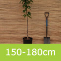 Prunus Serrulata Kanzan 150-180cm option