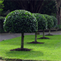 <font color="red">DELIVERED SEPTEMBER 2024</font> Portugal Laurel Hedge (Prunus Lusitanica) EVERGREEN + TOPIARY + HARDY 15-40cm Shrubs **FREE UK MAINLAND DELIVERY + FREE 100% TREE WARRANTY**