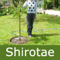 DELIVERED SEPTEMBER 2022 Japanese Flowering Cherry Tree (Prunus Shirotae) Supplied height 1.25 - 2.0m **FREE UK MAINLAND DELIVERY + FREE 100% TREE WARRANTY**