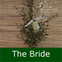 The Bride Flowering Cherry Tree (Prunus incisa 'The Bride') **FREE UK MAINLAND DELIVERY + FREE 100% TREE WARRANTY**