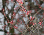 Mature Cherry Plum Tree, Prunus Cerasifera Nigra, AWARD **FREE UK MAINLAND DELIVERY + FREE 100% TREE WARRANTY**