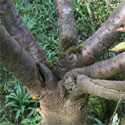 Prunus Kanzan trunk