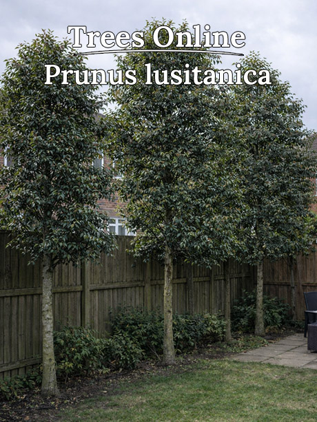 Prunus lusitanica Angustifolia Portuguese laurel standard evergreen tree