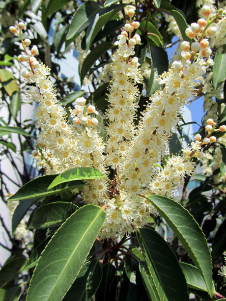 Prunus lusitanica Angustifolia Portuguese laurel flowers and evergreen foliage close-up