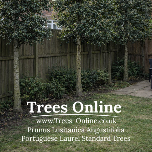 Portuguese Laurel Standard Trees Prunus Lusitanica Angustifolia